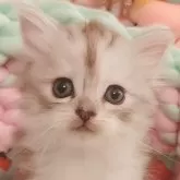 サイベリアン