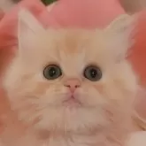 ミヌエット(長足)