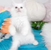 キンカロー