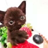 デボンレックス【東京都・男の子・2025年3月28日・クル巻き🍫 チョコレートブラック】の写真1「チョコレートカラーの甘い🍫ブラック寄りのカラーの男の子が 誕生しました🎂」