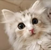 サイベリアン【東京都・男の子・2025年9月1日・シルバーパッチドタビー&ホワイト】の写真6「神話の世界✨🏰」