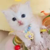 サイベリアン【東京都・女の子・2025年5月11日・クリームタビー&ホワイト】の写真3「お迎えお待ち🐣‪しております♥」