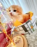 キンカロー【東京都・男の子・2025年3月6日・明るいオレンジゴールド(ロング)】の写真6「ご家族様のお誘いお待ちしております🫧」