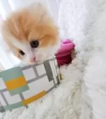 キンカロー【東京都・男の子・2025年3月6日・明るいオレンジゴールド(ロング)】の写真9「今 箱から出るよ^_*」