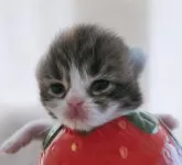 キンカロー【東京都・女の子・2025年2月26日・キャリコ(三毛)キャンドルテール】の写真11「🍓🍓✨苺になる夢は幼い頃の夢」