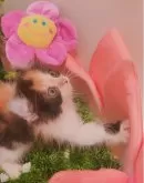 キンカロー【東京都・女の子・2025年6月20日・三毛(キャリコ)】の写真5「左右の横顔の色が違うなんて(/ω＼*)魅力的」