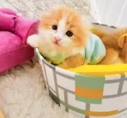 キンカロー【東京都・男の子・2025年3月6日・明るいオレンジゴールド(ロング)】の写真8「芋虫🐛みたいで嫌ニャ🥲︎脱皮したい…」