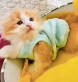 キンカロー【東京都・男の子・2025年3月6日・明るいオレンジゴールド(ロング)】の写真3「👕まだ身体 ちっちゃくて脱げちゃった🥲︎」