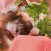 キンカロー【東京都・女の子・2025年6月20日・三毛(キャリコ)】の写真8「耳の中まで豪華で華やか🤭」