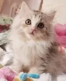 サイベリアン【東京都・男の子・2025年9月1日・シルバーパッチドタビー&ホワイト】の写真7「オシャレなプリンセス皇子👑🏆」