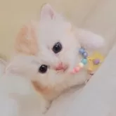 サイベリアン【東京都・女の子・2025年5月11日・クリームタビー&ホワイト】の写真4「まだコロコロン🍋レモン姫🍹」