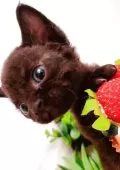 デボンレックス【東京都・男の子・2025年3月28日・クル巻き🍫 チョコレートブラック】の写真7「甘すぎる人生はいいな🍓♥」