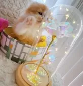 キンカロー【東京都・男の子・2025年3月6日・明るいオレンジゴールド(ロング)】の写真7「良いご縁がありますように魔法のタッチ━☆ﾟ.*･｡」