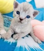 デボンレックス【東京都・男の子・2025年4月18日・チョコレートリンクスポイント】の写真6「僕の子猫ちゃんの時」