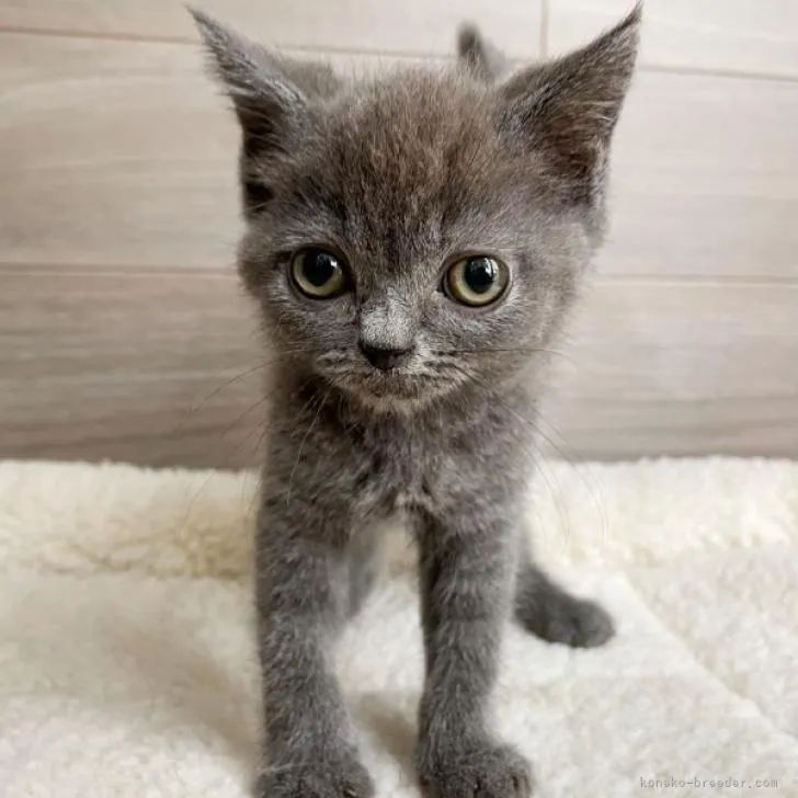 ID：2207-00324の子猫