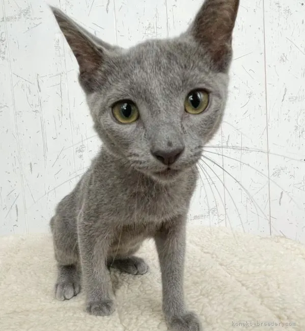 ID：2208-02151の子猫
