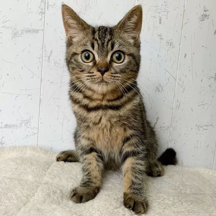ID:2404-01604の子猫