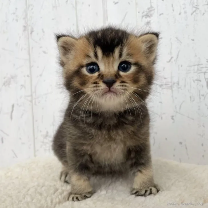 ID:2305-00842の子猫
