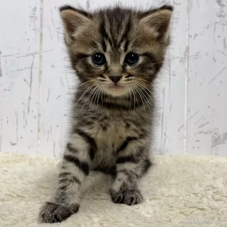 ID:2403-00434の子猫