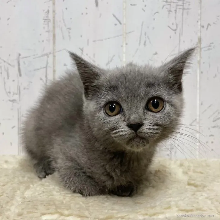 ID：2308-00161の子猫