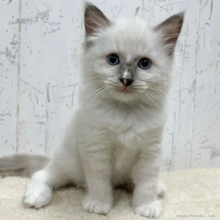 ID:2304-03026の子猫