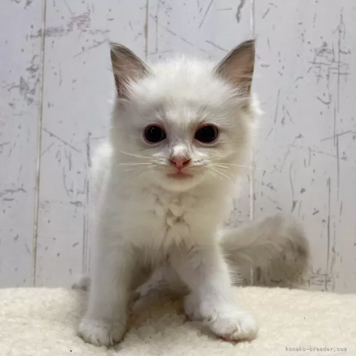 ID：2408-01821の子猫