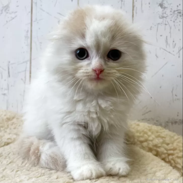 ID:2405-01500の子猫