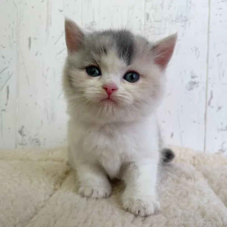 ID:2210-01853の子猫