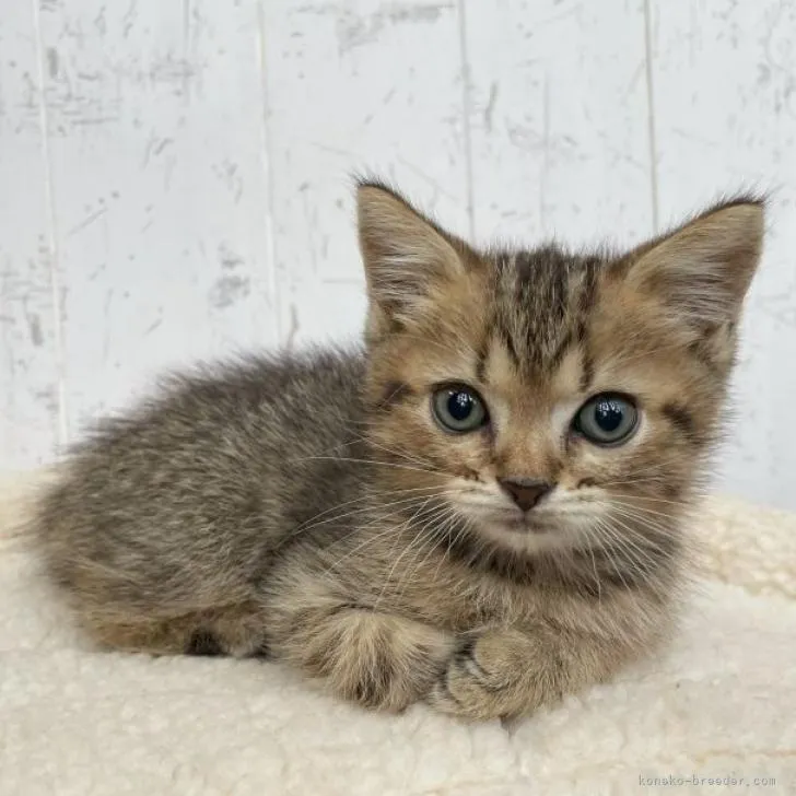 ID：2209-02041の子猫