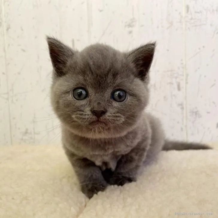 ID：2210-01459の子猫