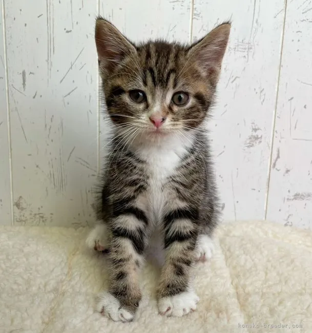ID：2208-01106の子猫