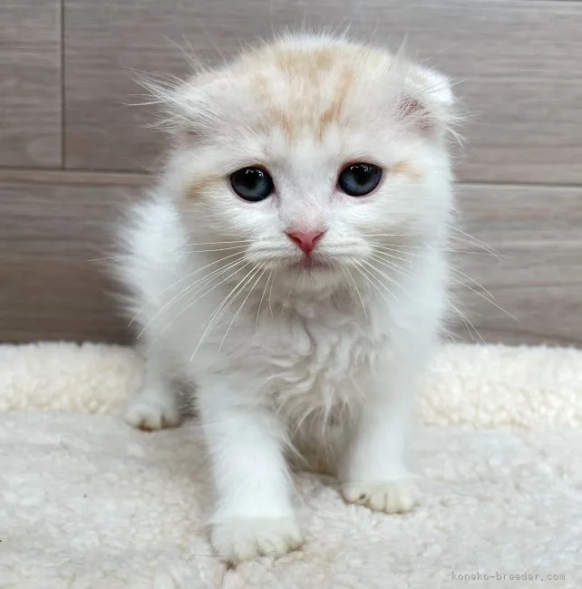 ID:2207-01813の子猫