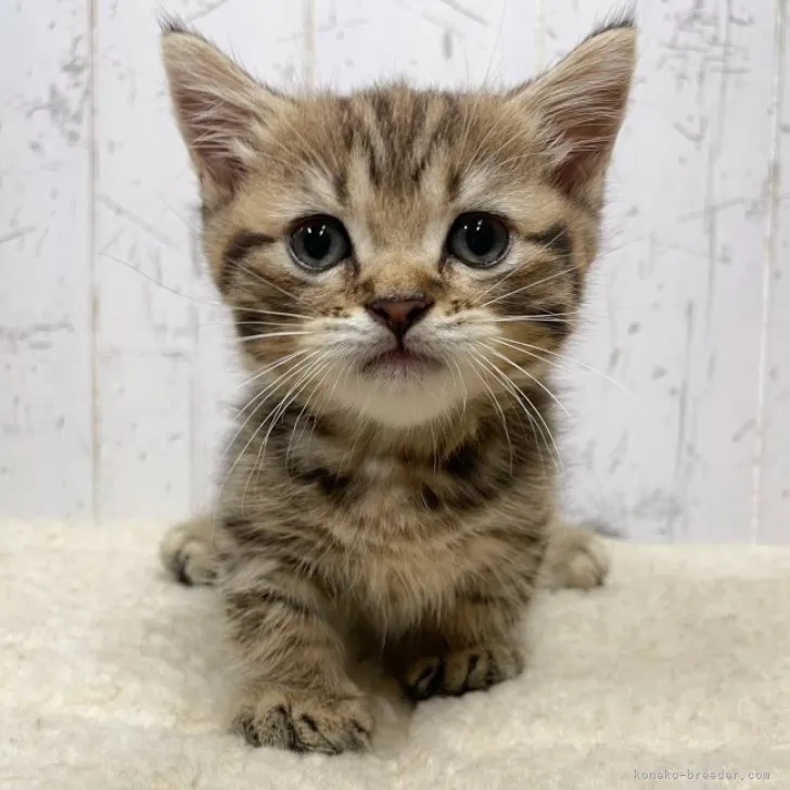 ID:2307-03002の子猫
