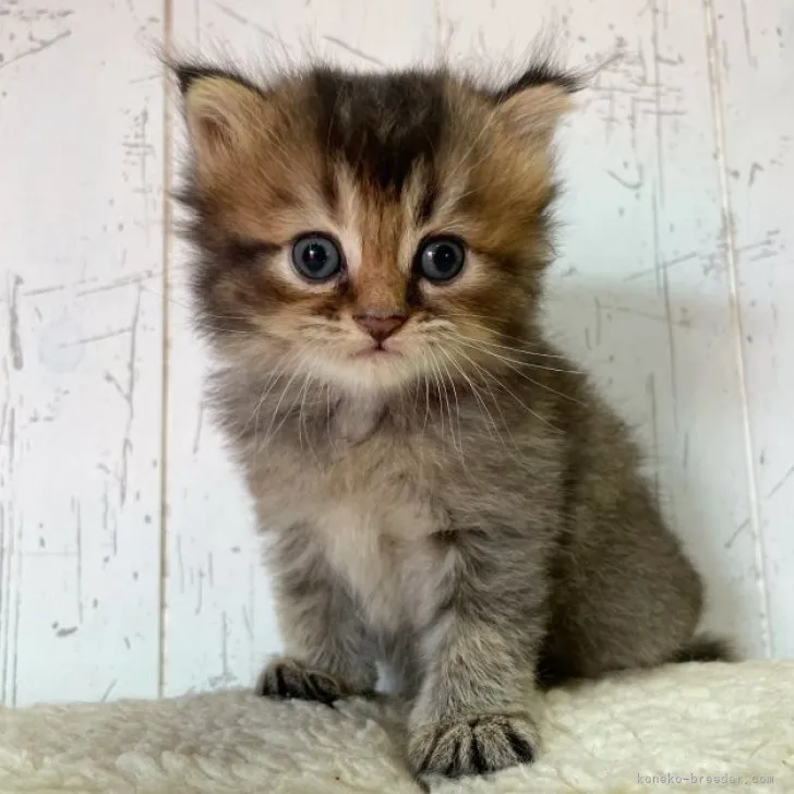 ID：2308-02811の子猫