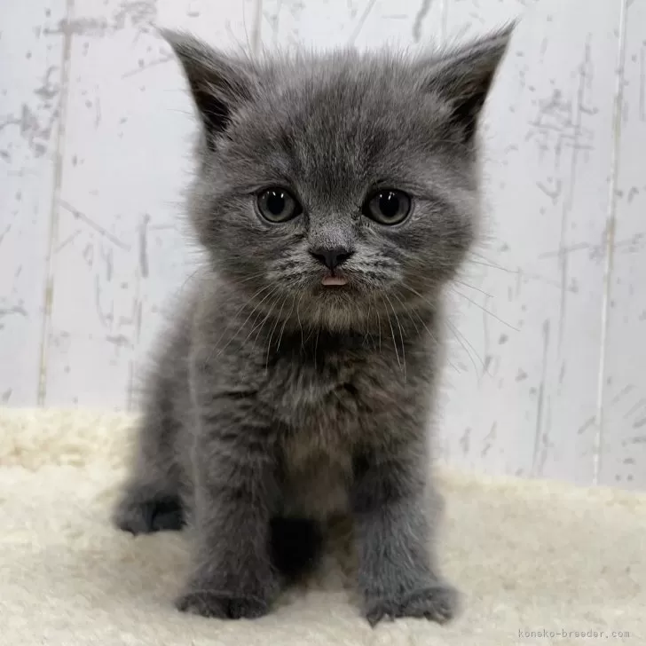 ID：2404-01607の子猫