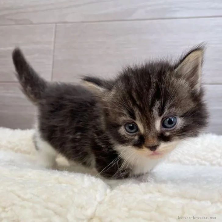 ID：2207-01640の子猫