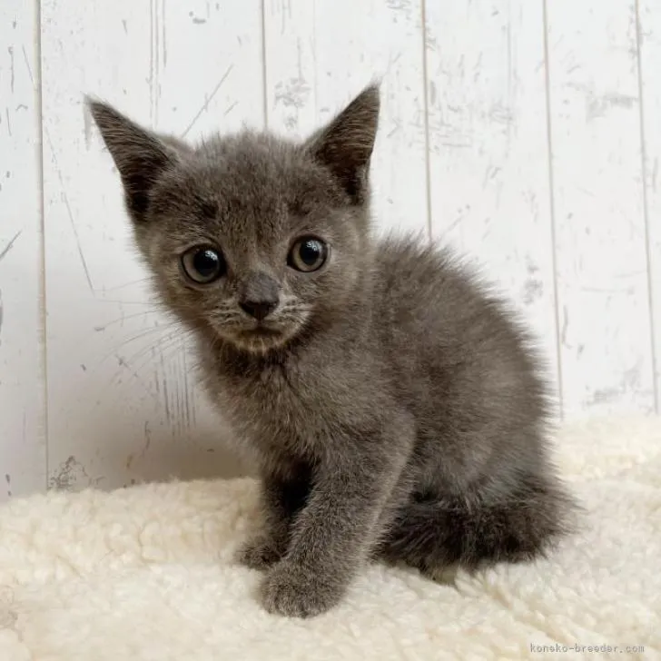 ID：2207-02897の子猫