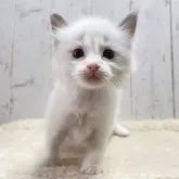 ラグドール【千葉県・男の子・2024年11月14日・ブルーポイントバイカラー】の写真1