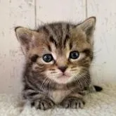 マンチカン(短足)【千葉県・男の子・2023年1月8日・ブラウンタビー&ホワイト】の写真1