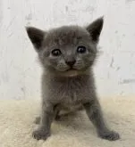 ロシアンブルー【千葉県・女の子・2023年10月10日・ブルー】の写真2