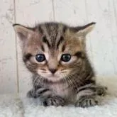 マンチカン(短足)【千葉県・男の子・2023年1月8日・ブラウンタビー&ホワイト】の写真2