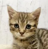 ミヌエット(短足)【千葉県・男の子・2023年7月5日・ブラウンタビー】の写真3