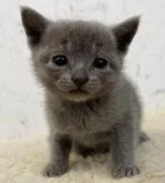 ロシアンブルー【千葉県・女の子・2023年10月10日・ブルー】の写真3