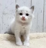 ラグドール【千葉県・男の子・2024年11月14日・ブルーポイントバイカラー】の写真3