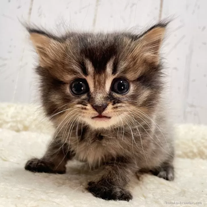 ID:2501-02222の子猫