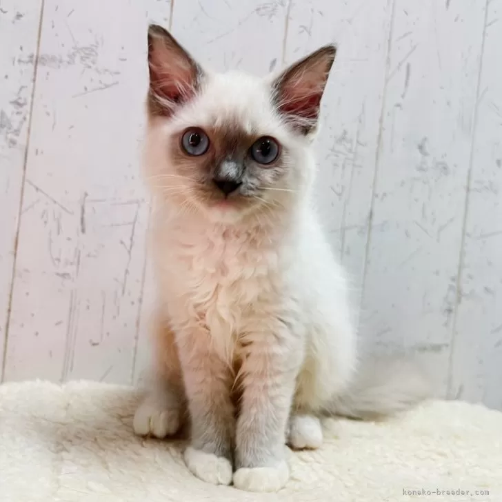 ID：2507-03282の子猫