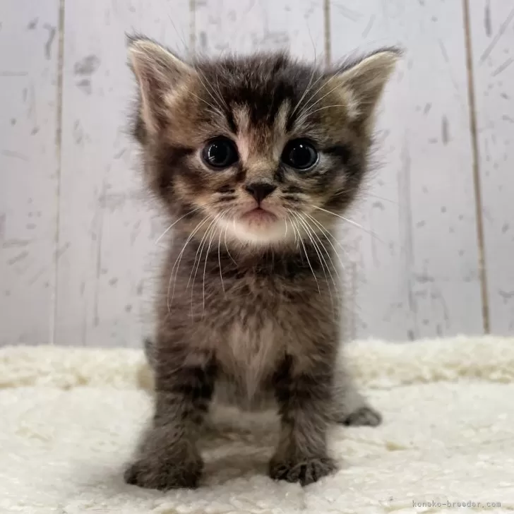 ID:2501-02225の子猫