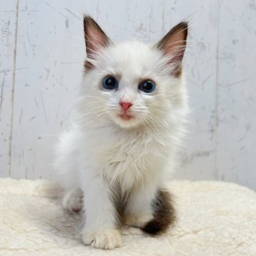 ラグドール【千葉県・男の子・2025年7月24日・シールポイントバイカラー】の写真「お目々パッチリ穏やかなラグ君♫」