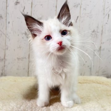 ラグドール【千葉県・女の子・2025年11月27日・シールポイントバイカラー】の写真「まさにお人形のような女の子♫」