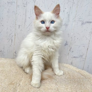 ラグドール【千葉県・男の子・2025年7月2日・クリームポイントバイカラー】の写真「希少なクリームポイントラグくん☆」
